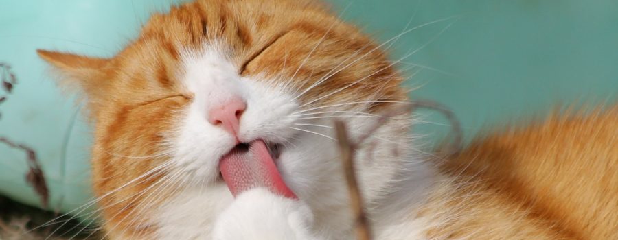 Is it True That Cats Only Meow at Humans?